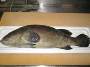 クエ鍋（天然）　1人前